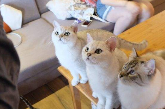 小猫挠破皮了用打针么