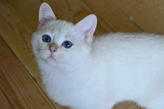 小猫多大打疫苗