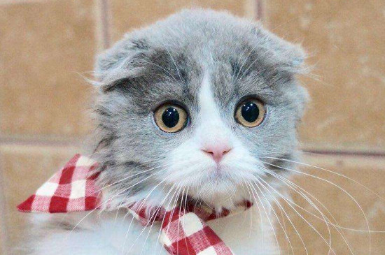 折耳猫为什么会发病