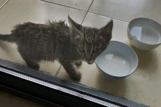 流浪猫真的会选主人吗