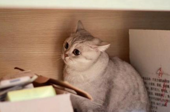 猫的优缺点是什么