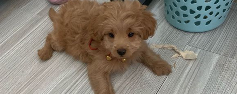狗狗能吃人吃的麦片吗