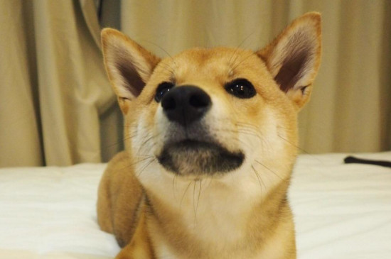 柴犬脱毛吗