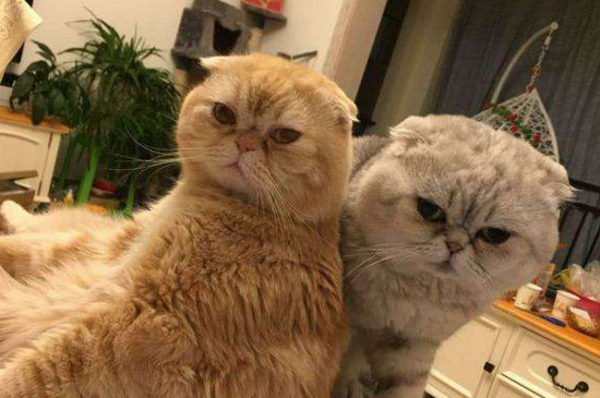 两只猫磨合期大约多久