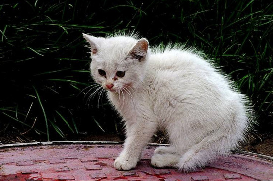 怎么知道猫几岁了
