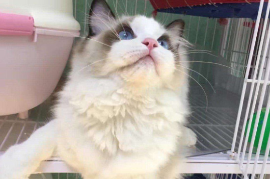 布偶猫头怎么养大