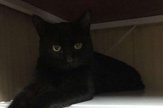 养玄猫有什么禁忌