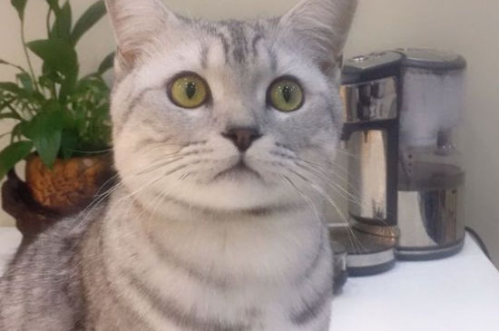 猫脖子上有硬块