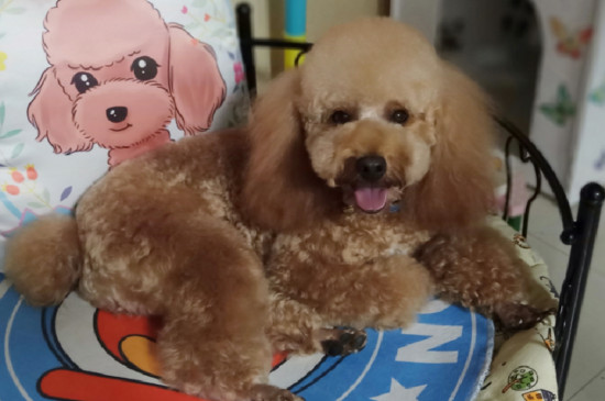 狗狗便血有几种原因