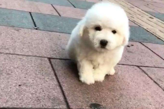 比熊感冒自己能好么