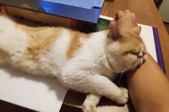 怎么才能不让猫抓东西