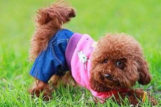 老年贵宾犬衰老症状