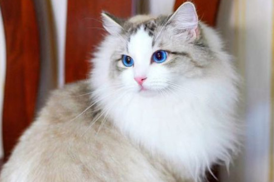 猫泪痕变黄了怎么去除