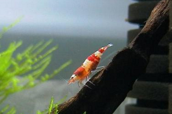 水晶虾抱卵用隔离吗