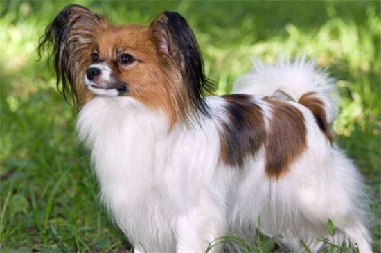 蝴蝶犬多久开始立耳，1～2个月立耳适当补钙能加快速度