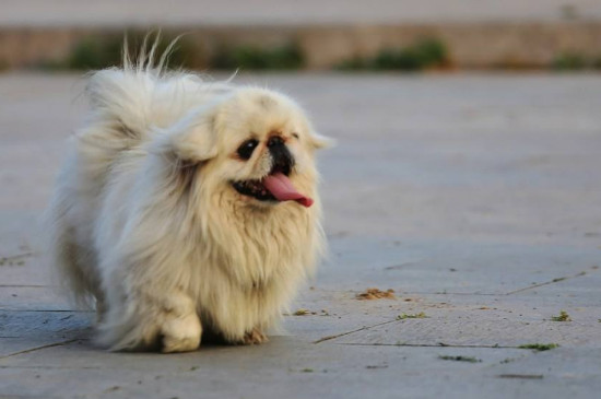 比较乖的小型犬
