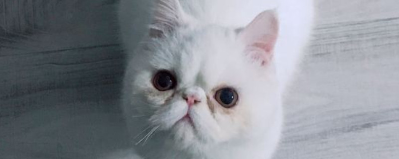 猫突然很可怕的大叫