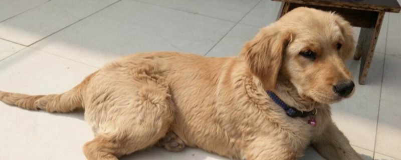 适合家养的大型犬排名