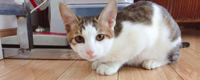 小公猫几个月开始发请