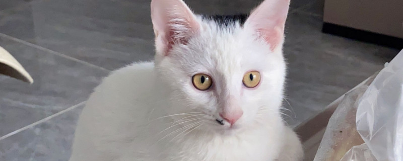 猫能吃盐吗