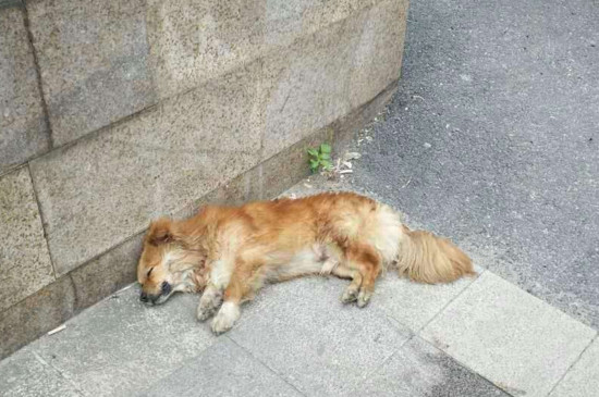 狗狗临死前什么症状