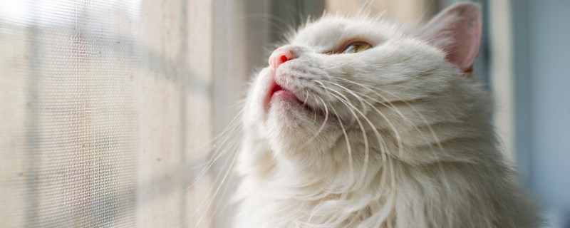 猫咪为什么喜欢抓鸟