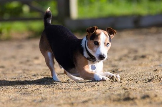 比格犬适合家养吗，比格犬忠诚亲人适合在家饲养