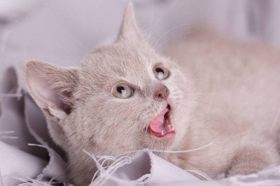 猫咪快速呼吸张嘴