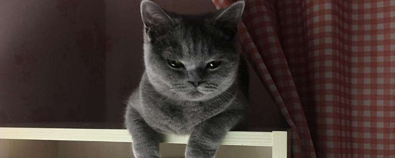 猫能吃什么