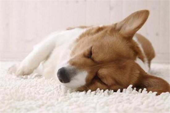 犬瘟热症状，体温升高全身抽搐还会严重腹泻
