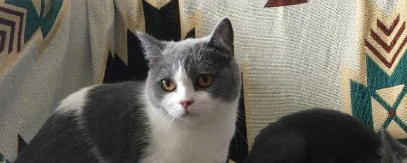 猫突然小便频繁