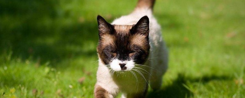 猫能吃洋葱吗