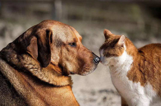 犬科为什么打不过猫科