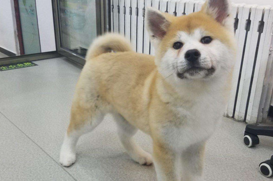 秋田犬的价格是多少，宠物级幼犬需要1500-4500元