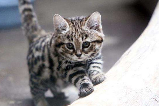 好养的小型宠物猫