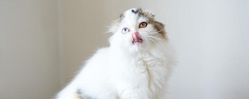 高地猫为什么不能养