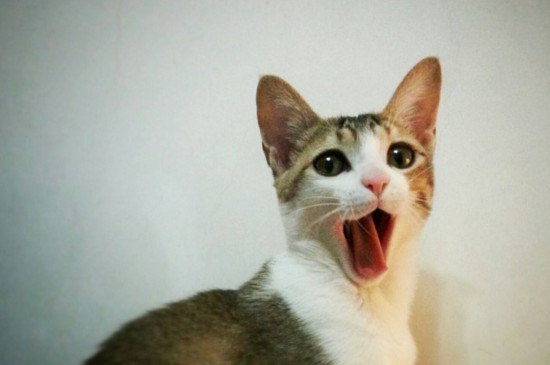 猫猫为什么喜欢和人睡，和猫咪一起睡注意事项
