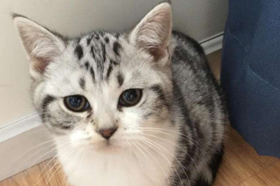 为什么虎斑猫养不胖，为什么虎斑那么瘦