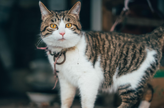 猫吃老鼠不怕细菌吗