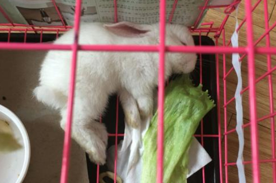怎么判断兔子休克还是死了