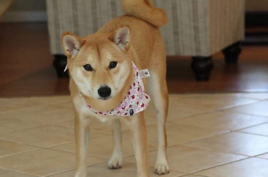柴犬咬主人打哪