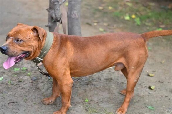 比特犬一只多少钱呢，市场价在1500～3000元左右