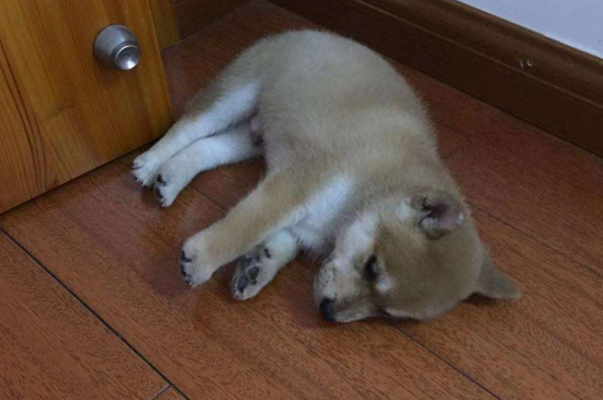 小狗怕热吗