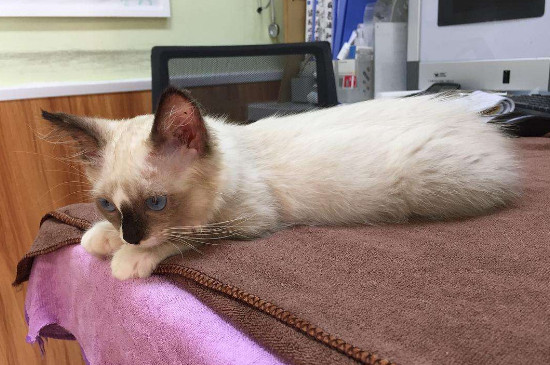 猫每年都要打疫苗吗，最好每年定期打以保障健康