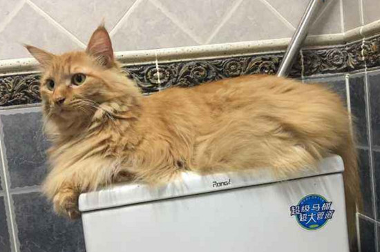 小土猫怎么养的黏人