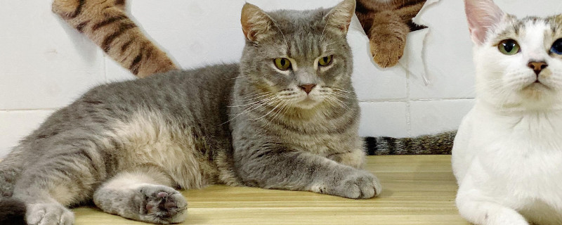 闹猫什么表现