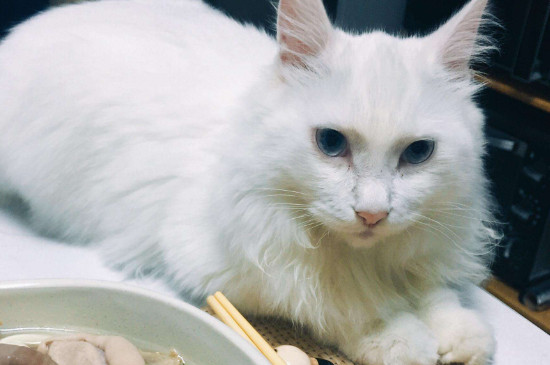 安哥拉猫和狮子猫区别