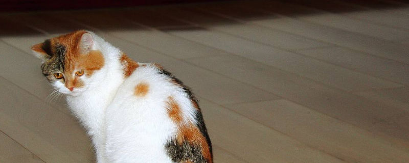 猫咪日渐消瘦毛色枯燥