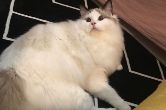 猫咪睡觉的时候腿哆嗦