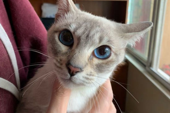猫咪应激拒食怎么办